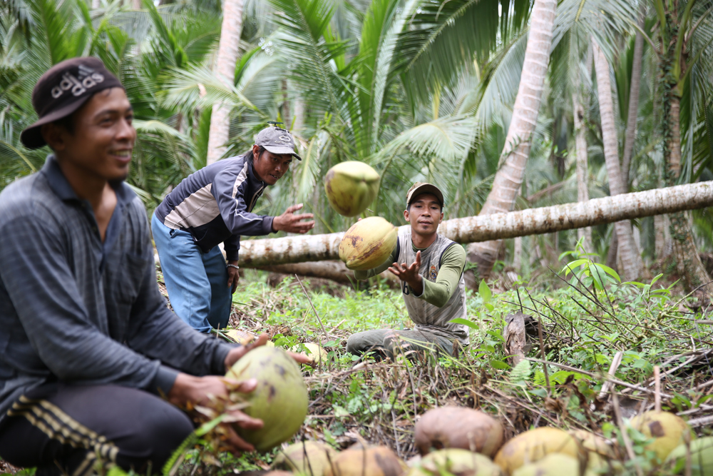 petani kelapa Bandung