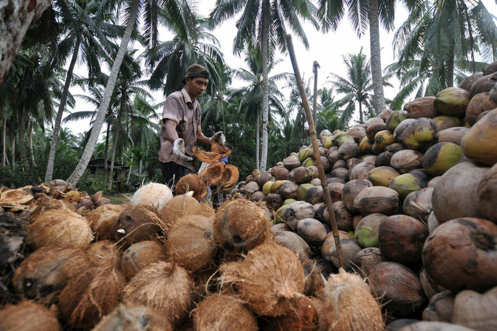 kebun kelapa Bandung