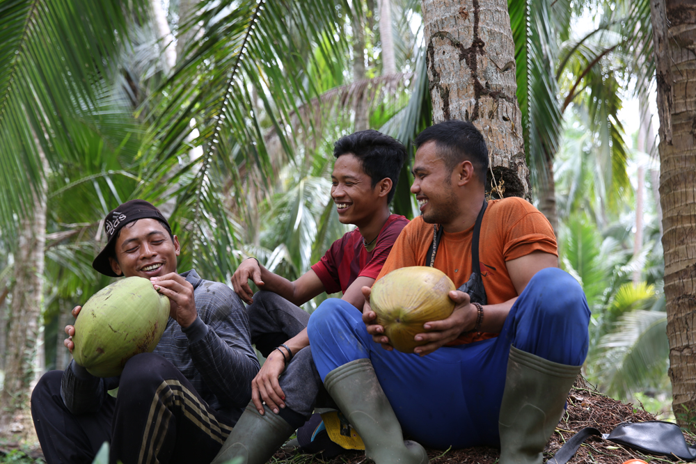 panen kelapa Bandung